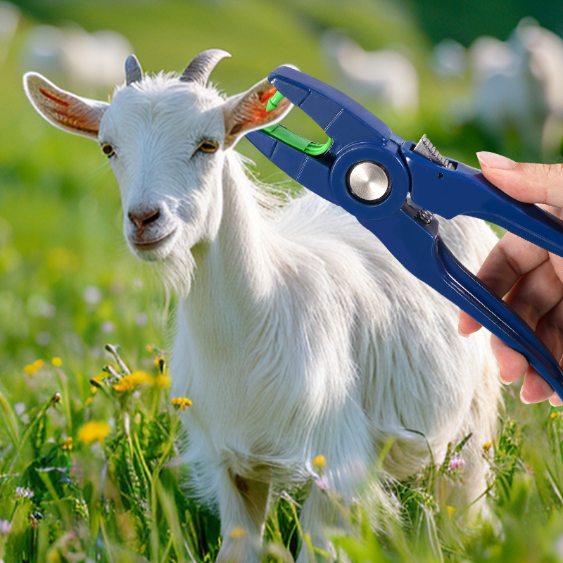 100 pezzi di etichette auricol - Livestock Ear Tag recensione e prezzo